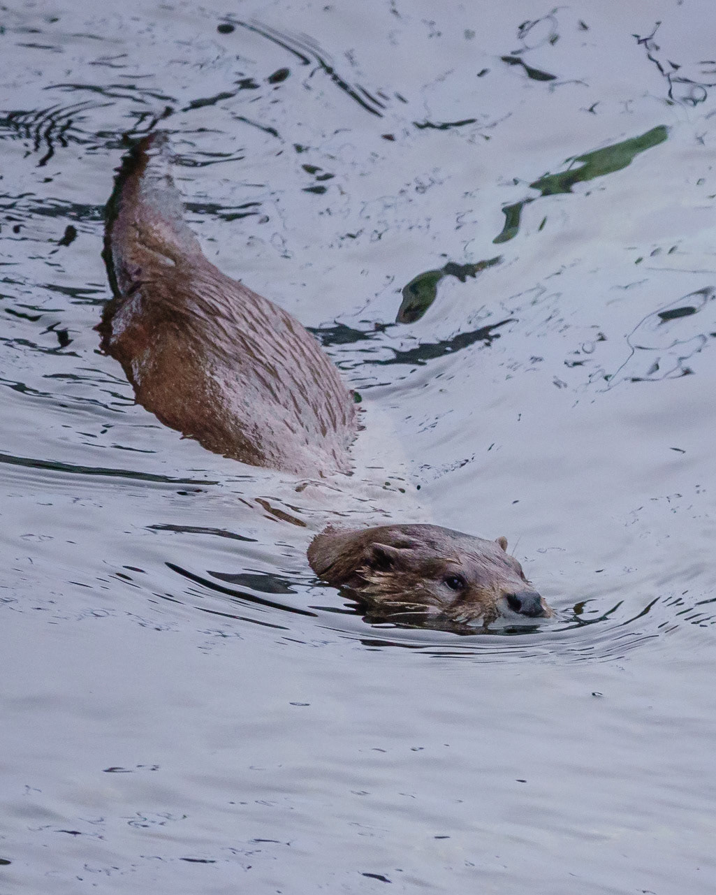 Otter