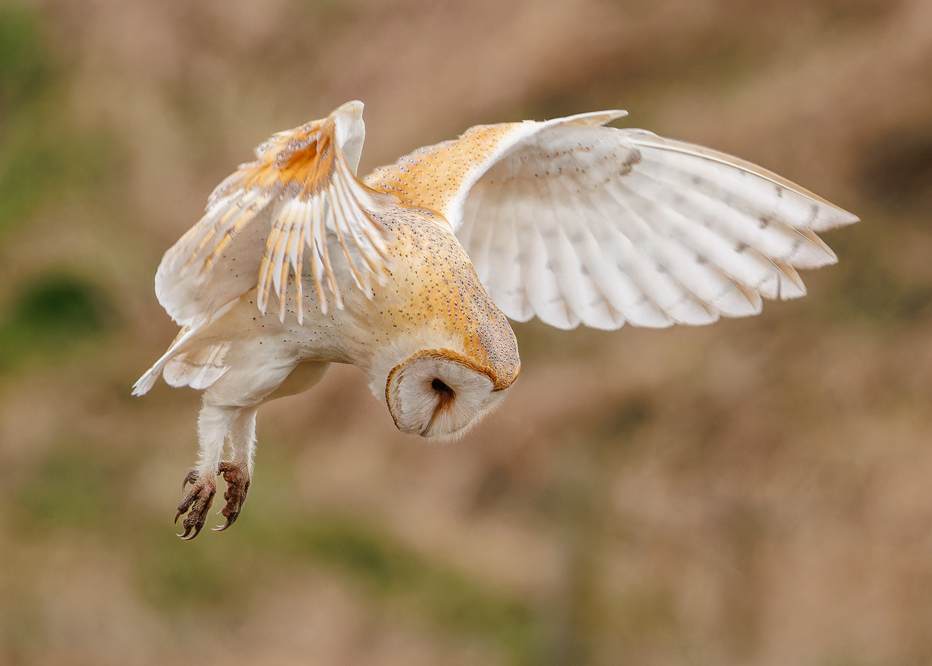 Barn Owl