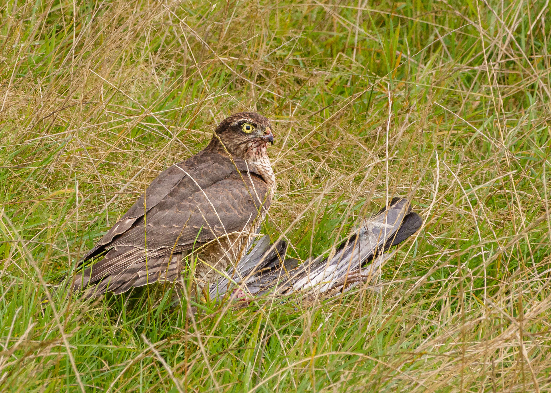 Sparrowhawk