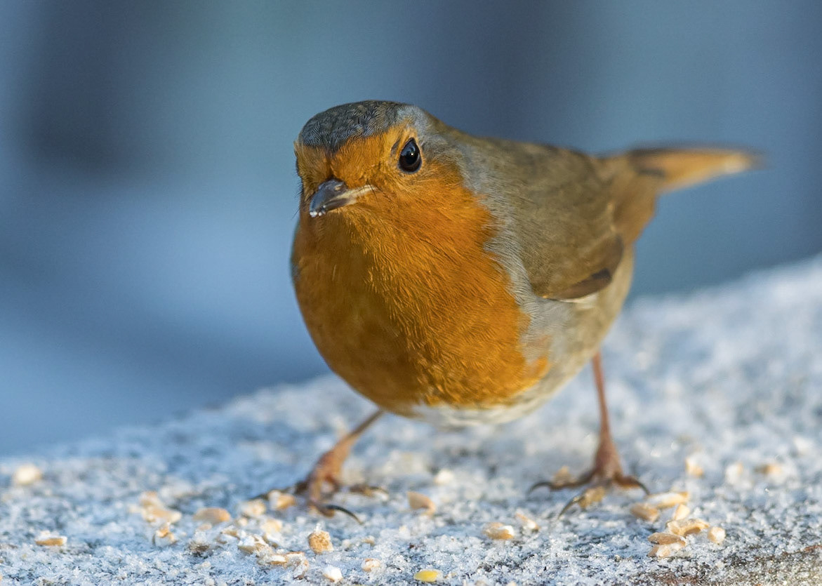 Robin