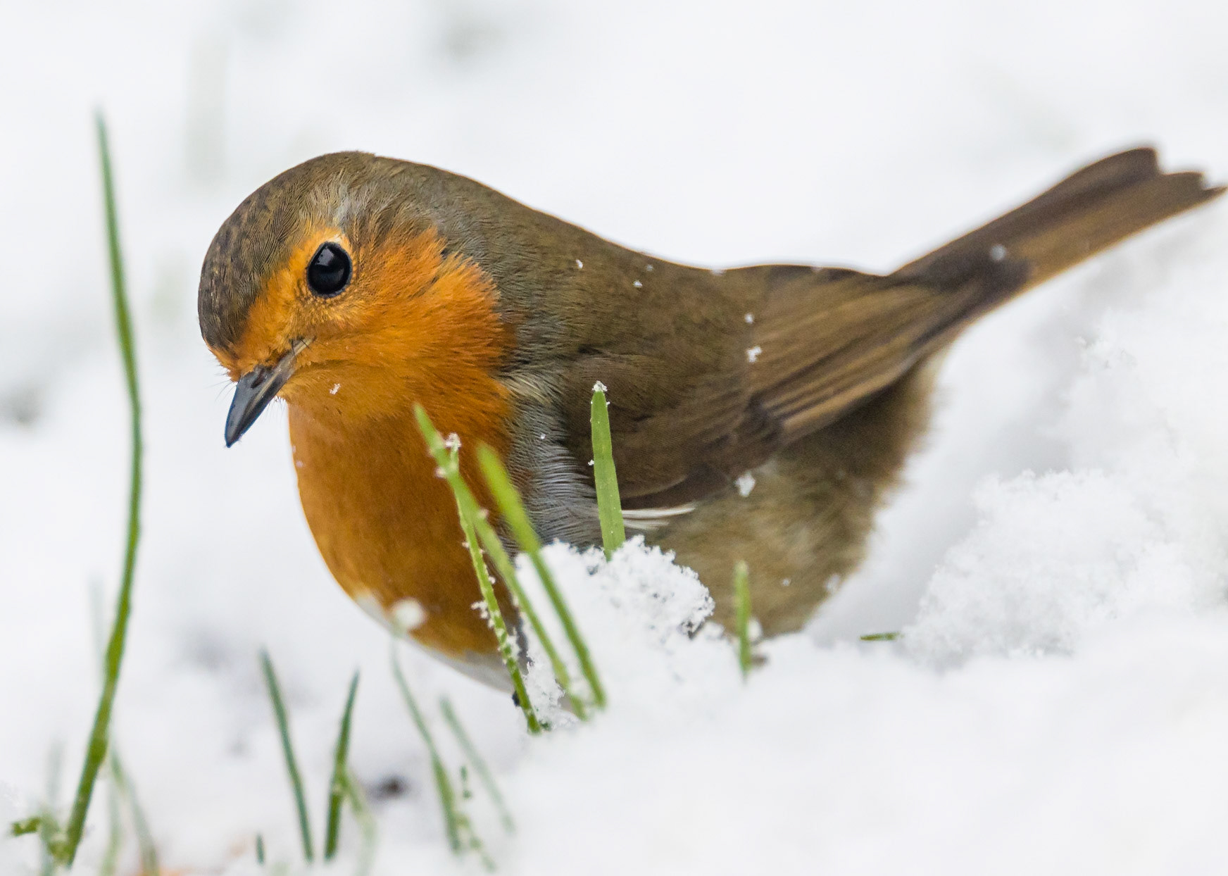 Robin