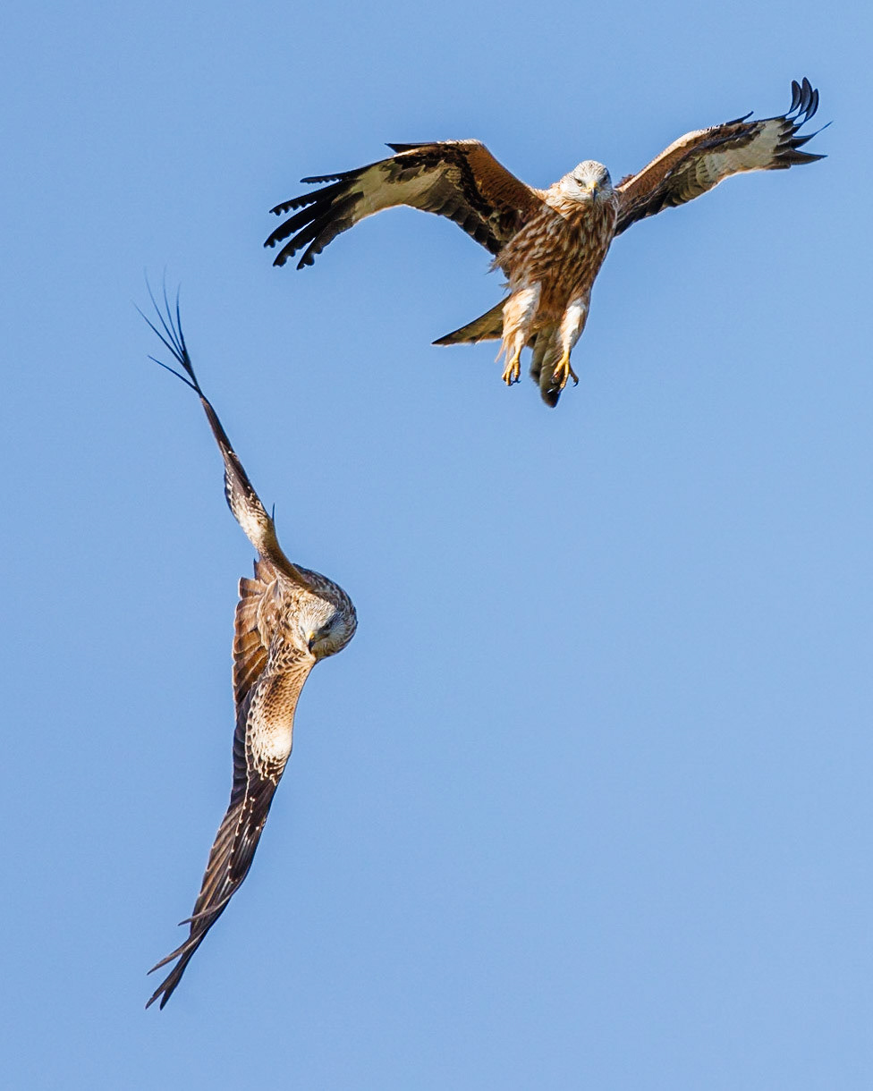 Red Kite