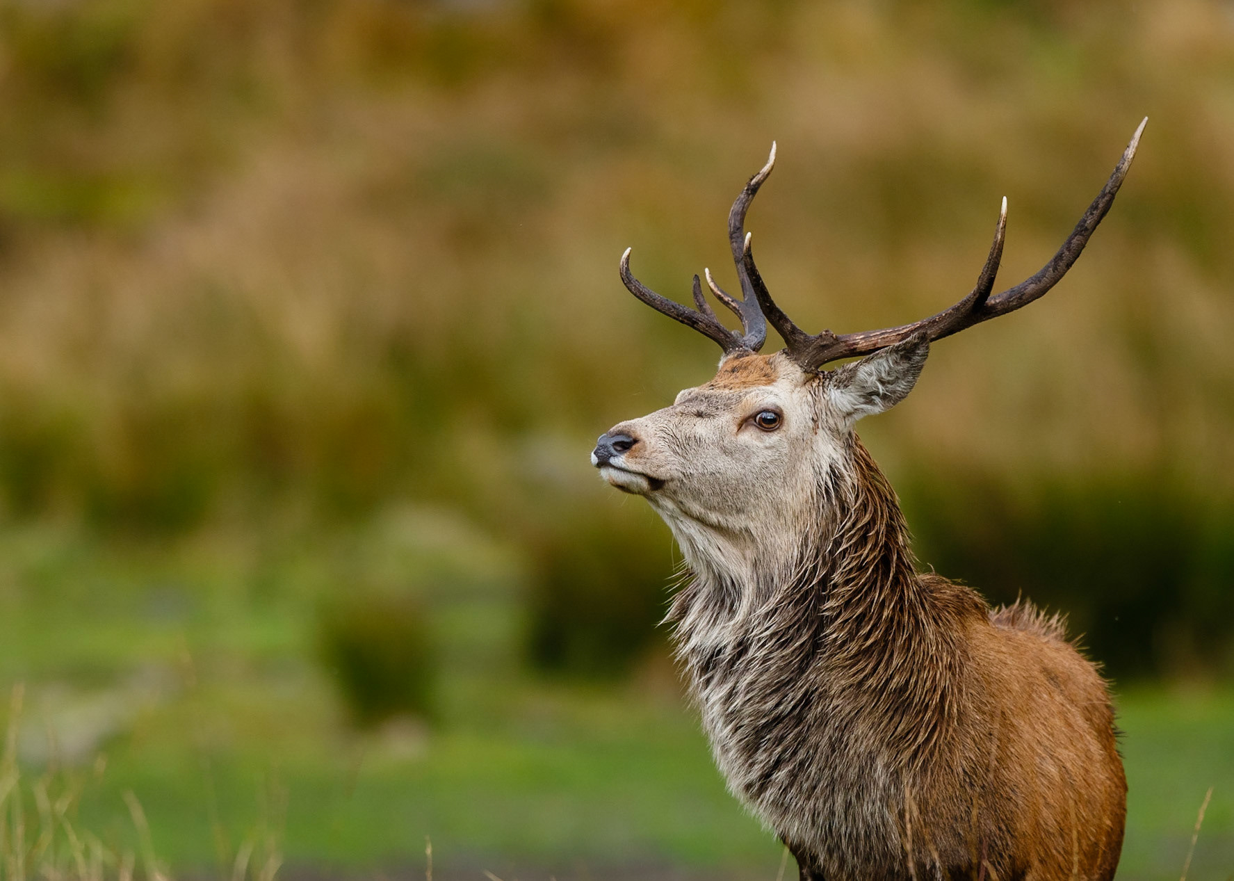 Red Deer
