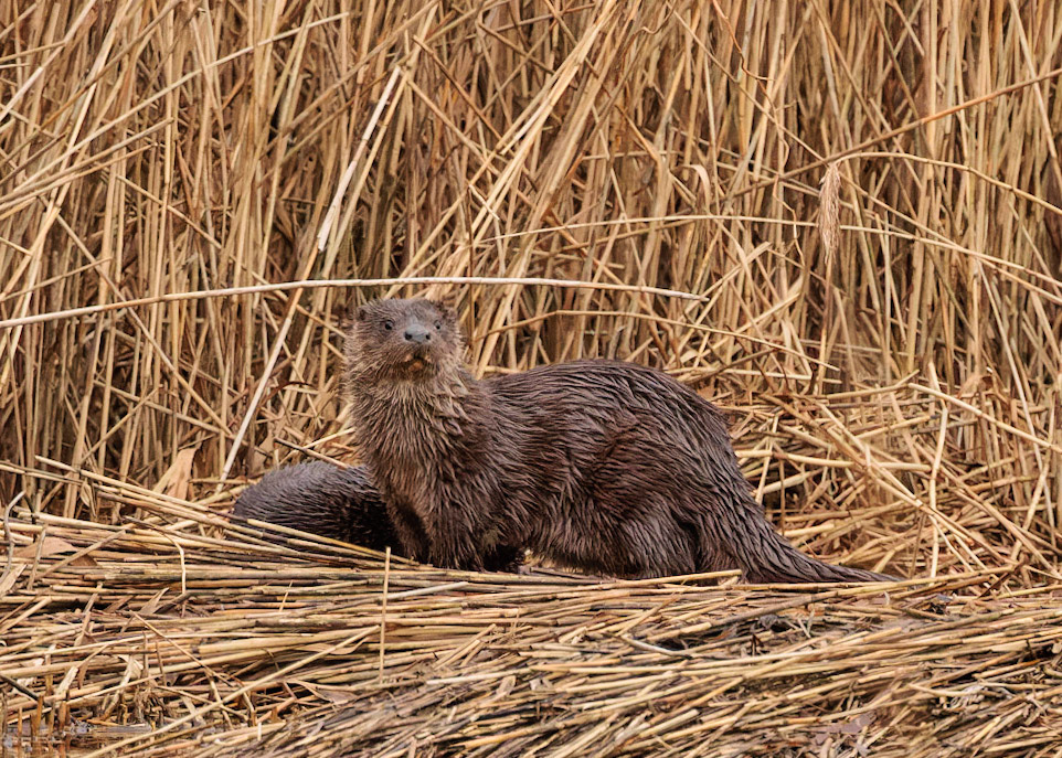 Otter