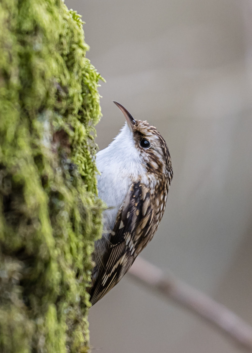 Treecreeper