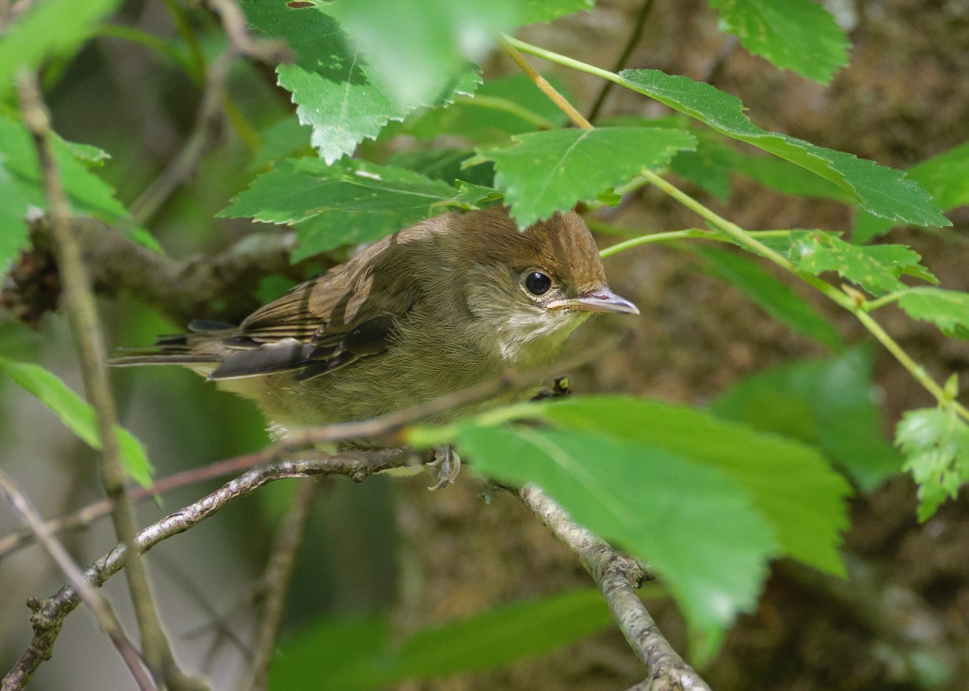 Blackcap
