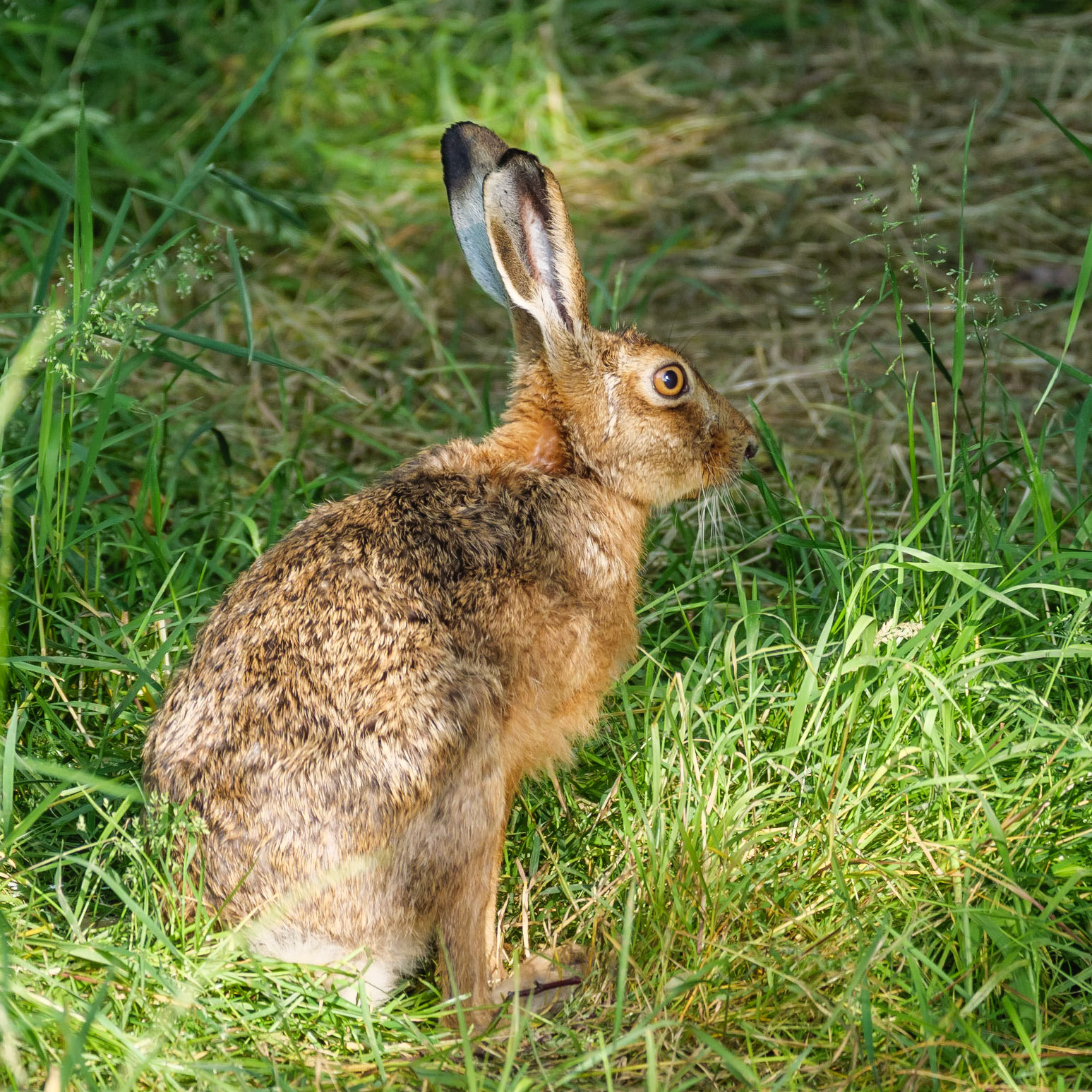 Hare