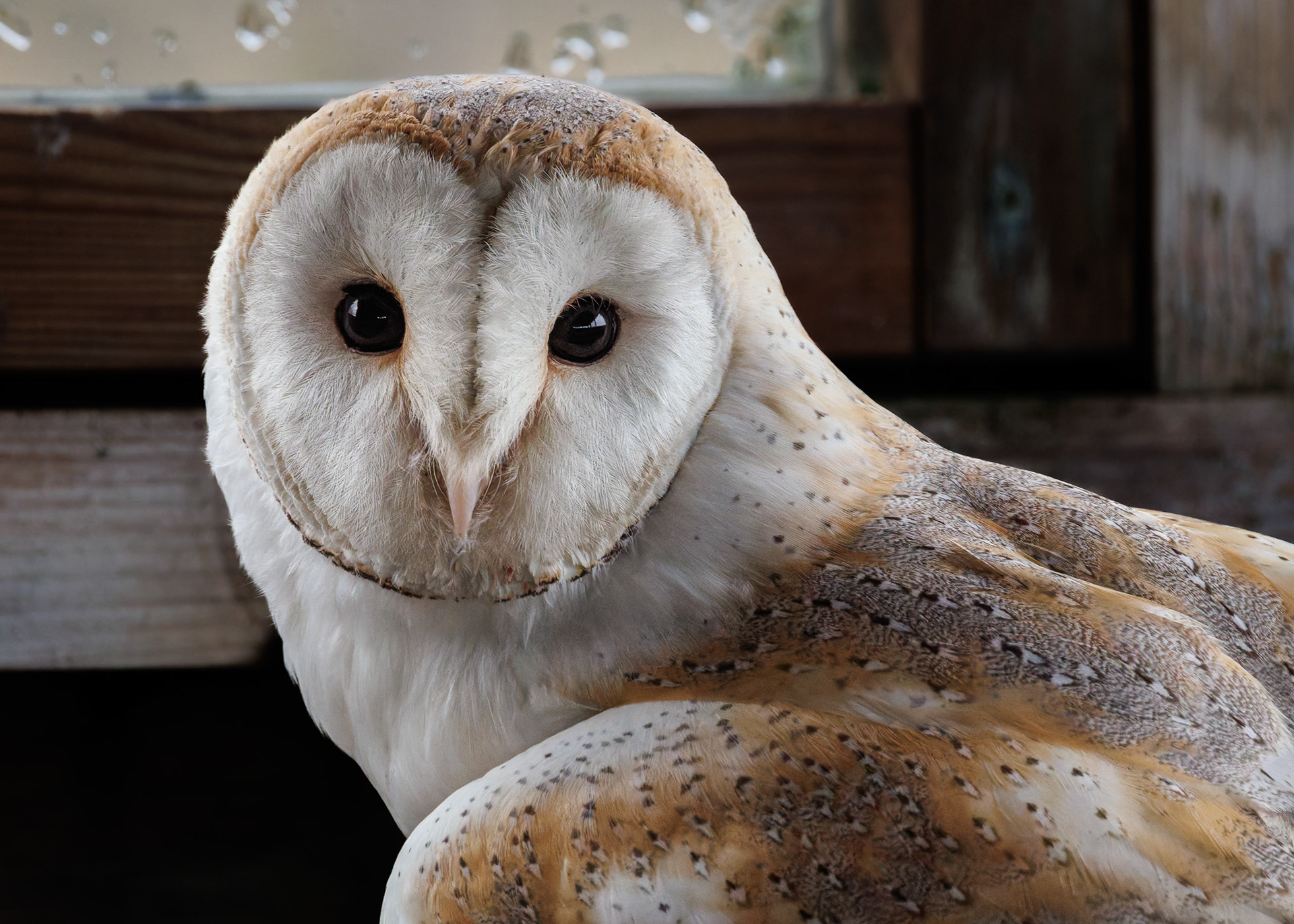 Barn Owl