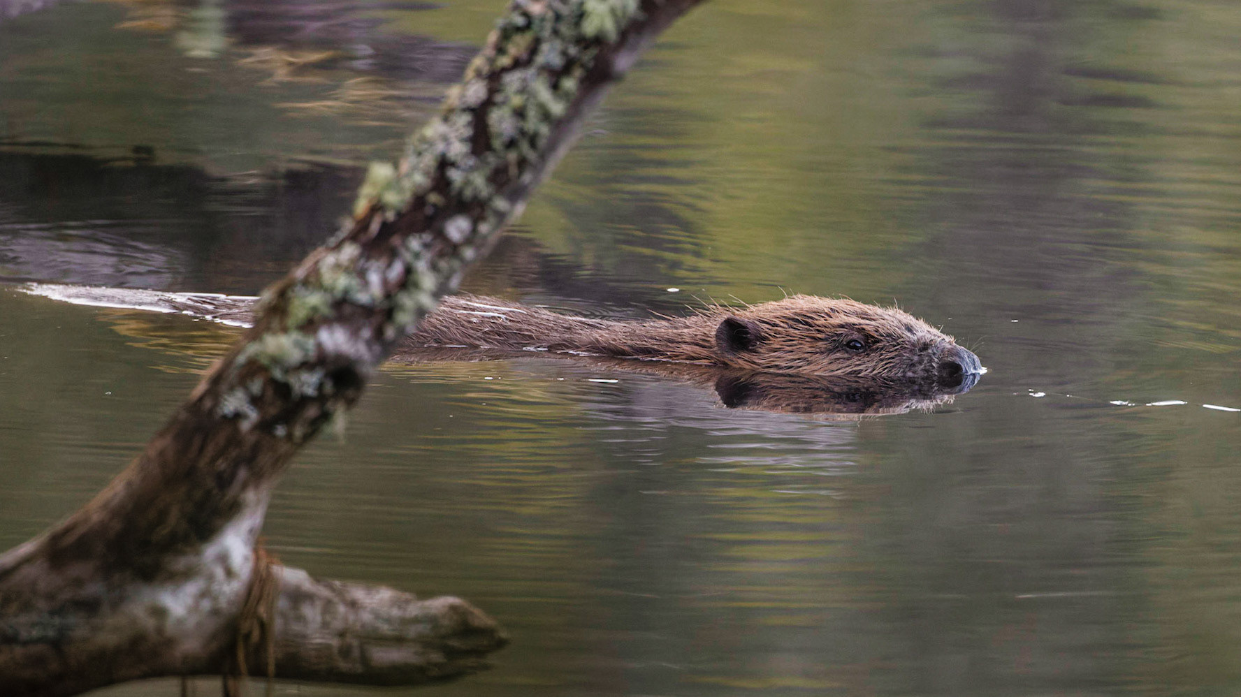Beaver