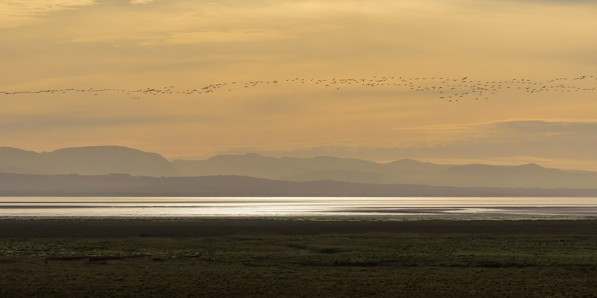 Pink-footed Geese