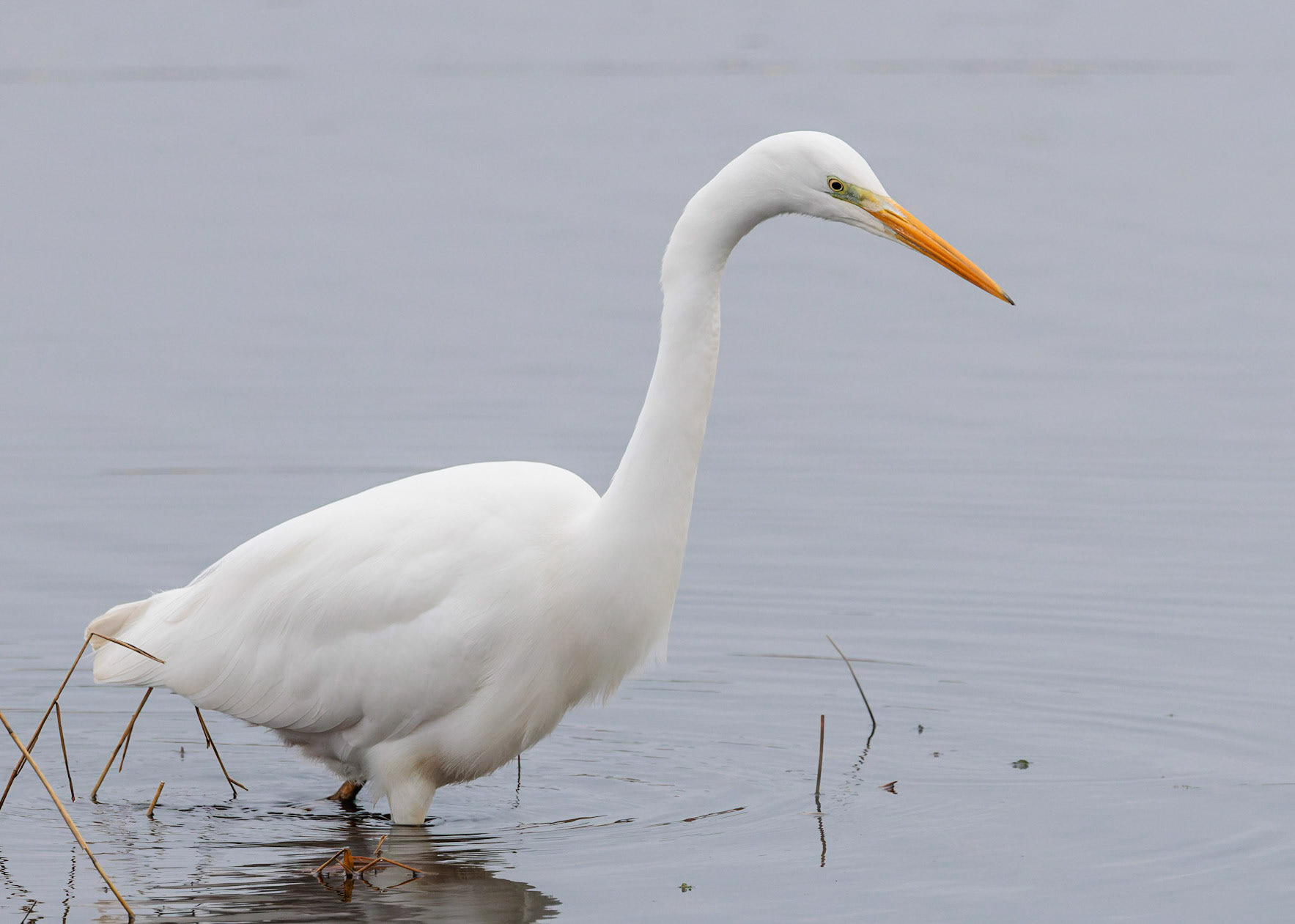 Great White Egret