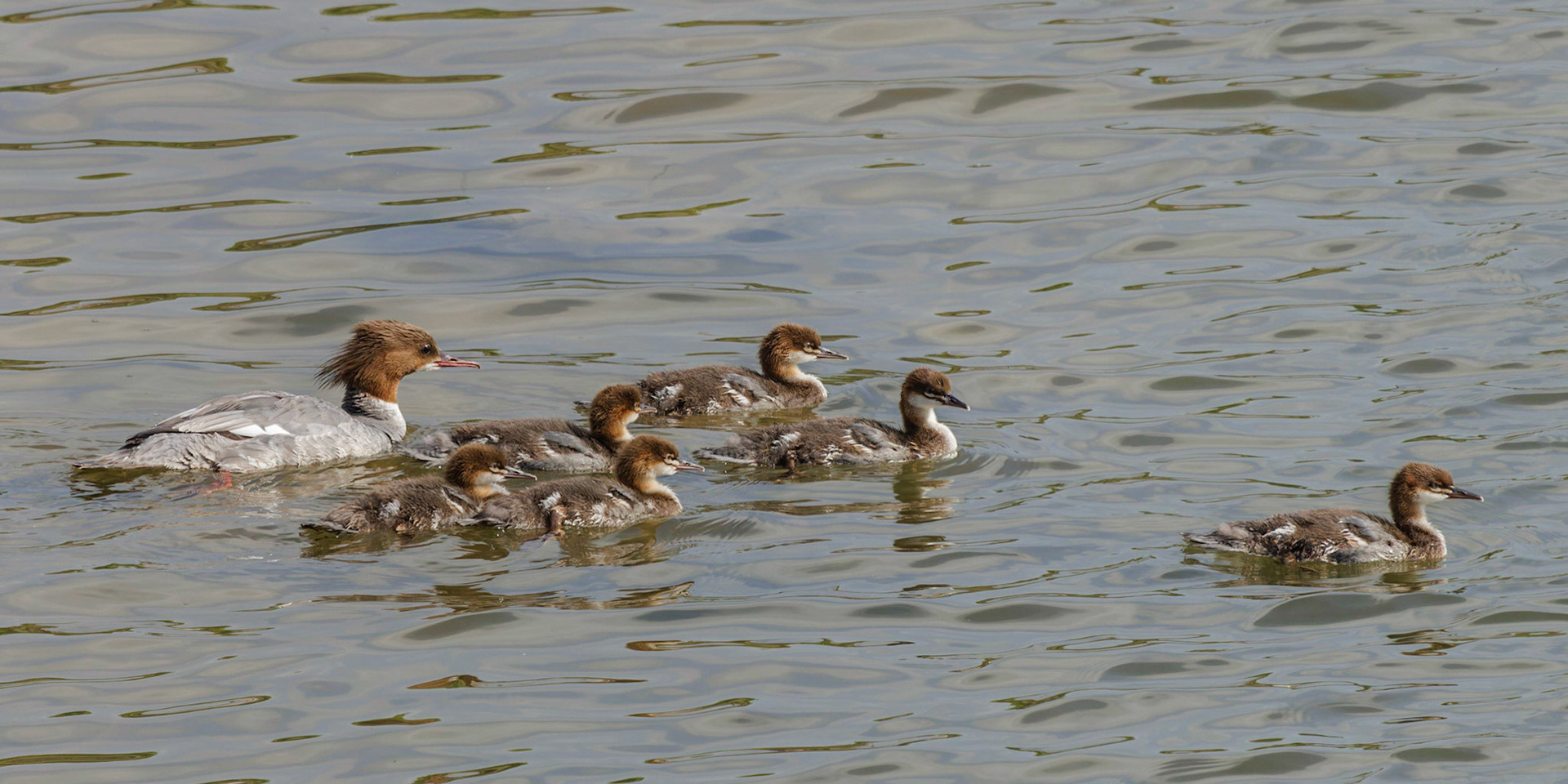 Goosander