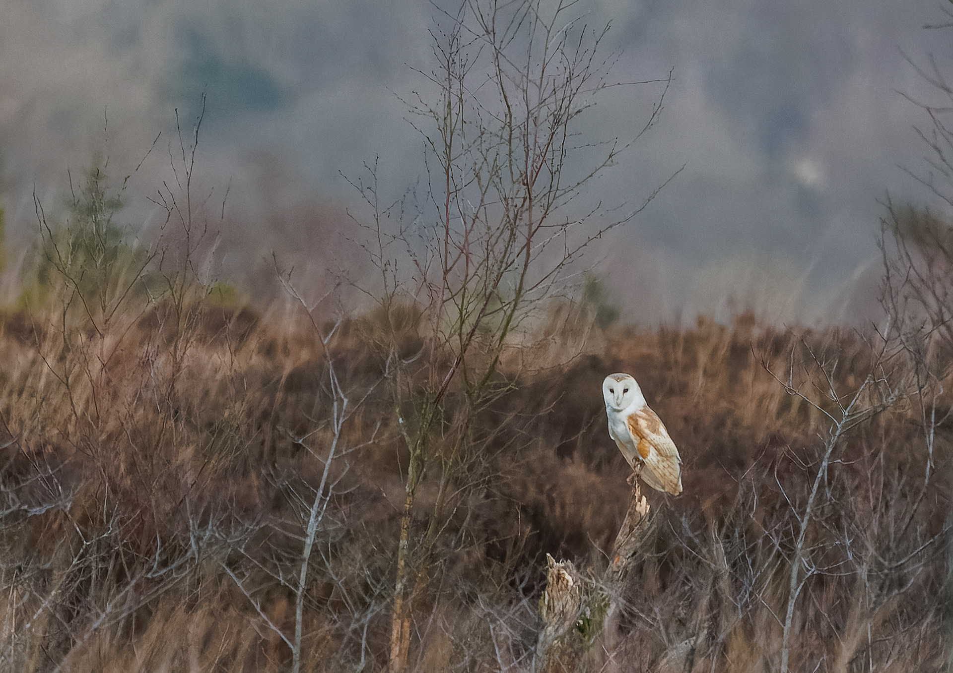 Barn Owl