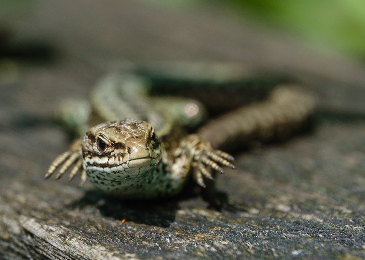 Common Lizard