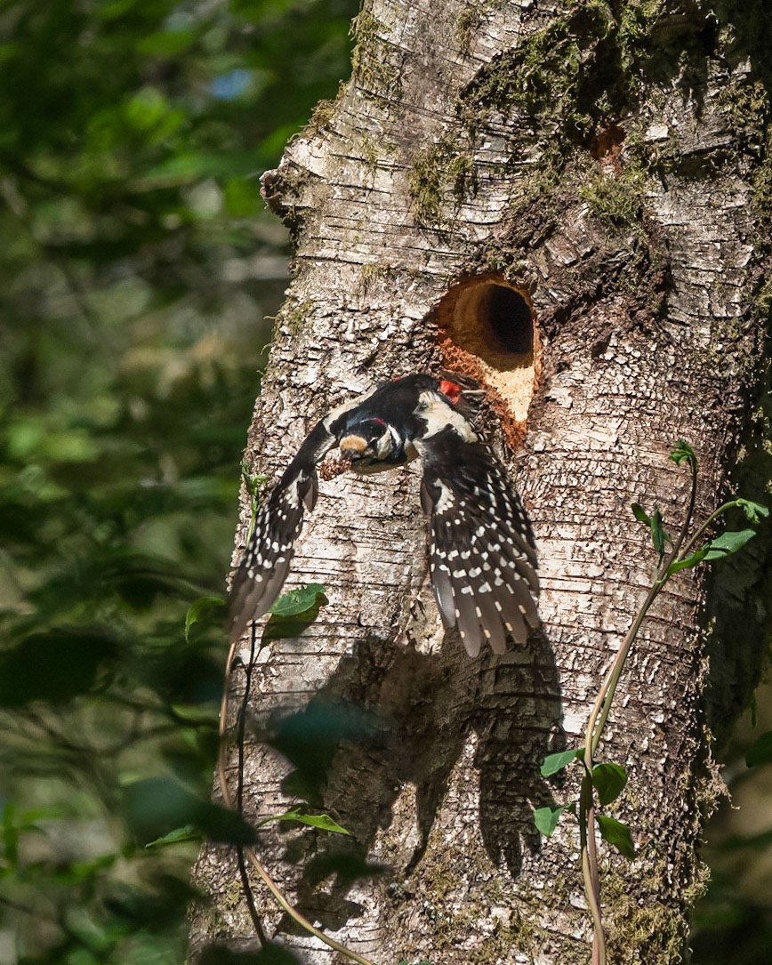 Great Spotted Woodpecker