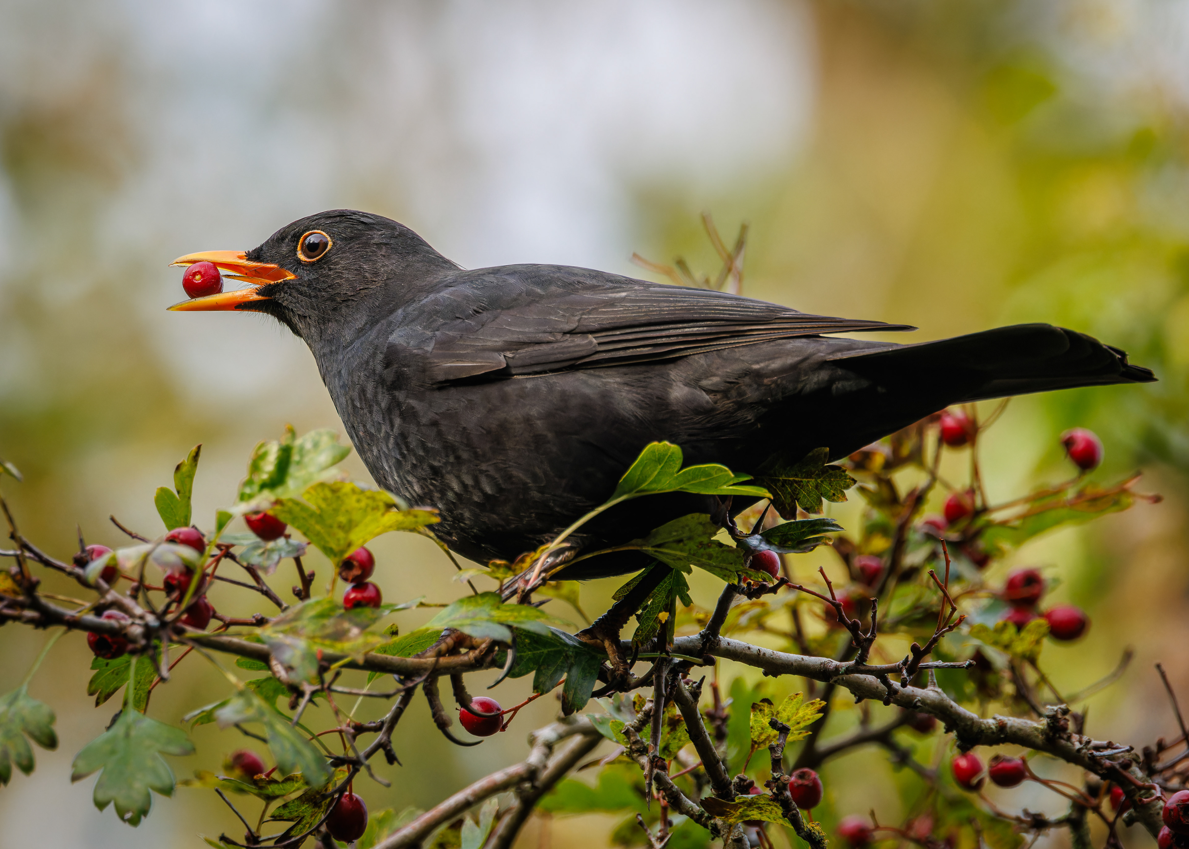 Blackbird