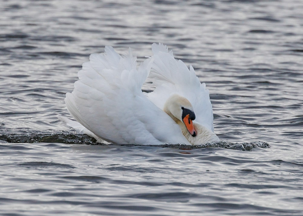 Mute Swan
