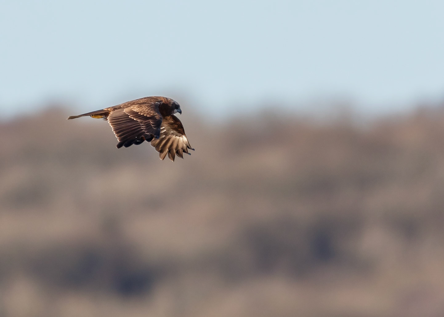 Marsh Harrier