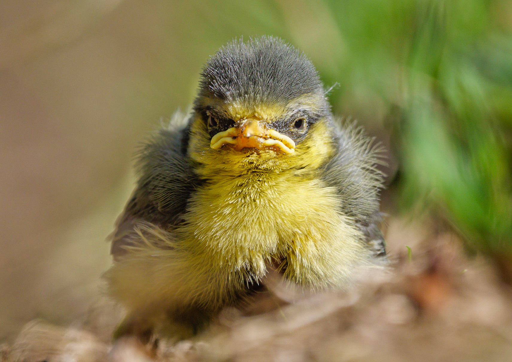 Blue Tit