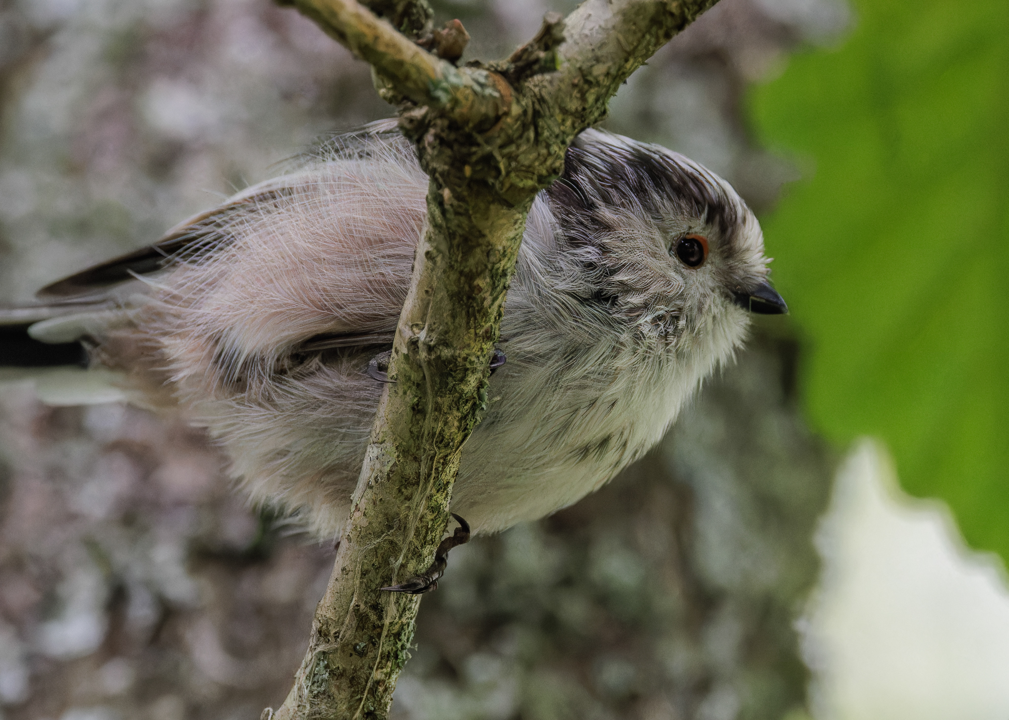 Long-tailed Tit