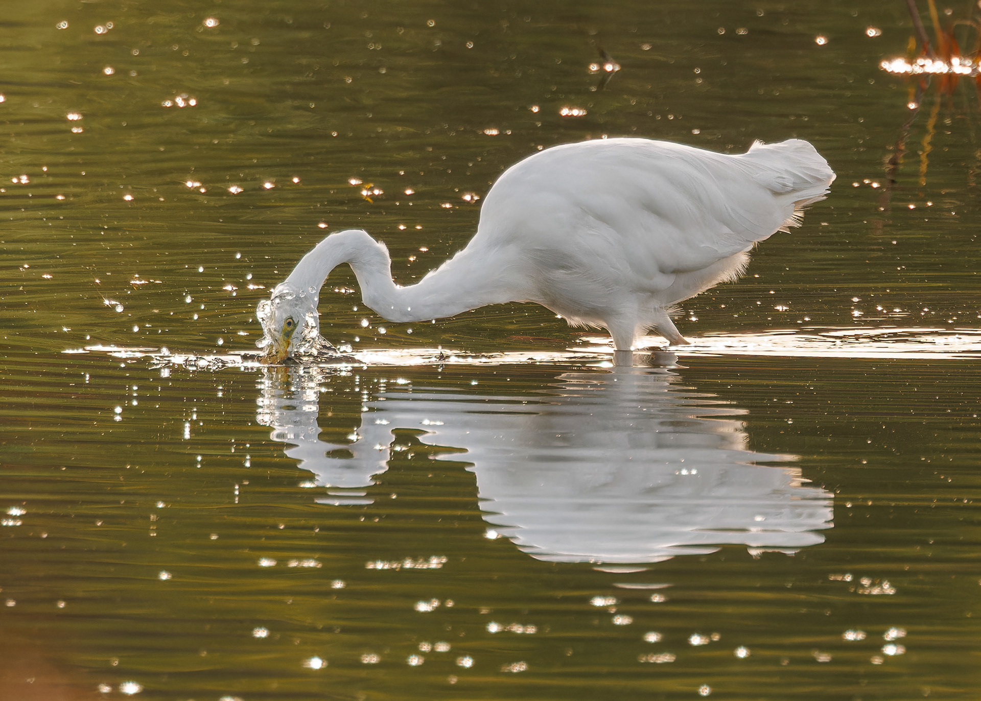 Great White Egret