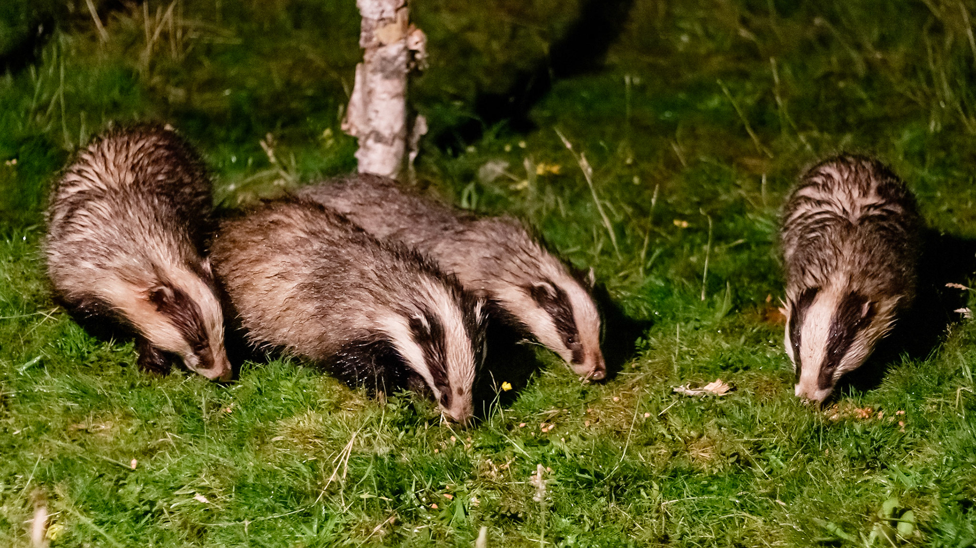 Badger