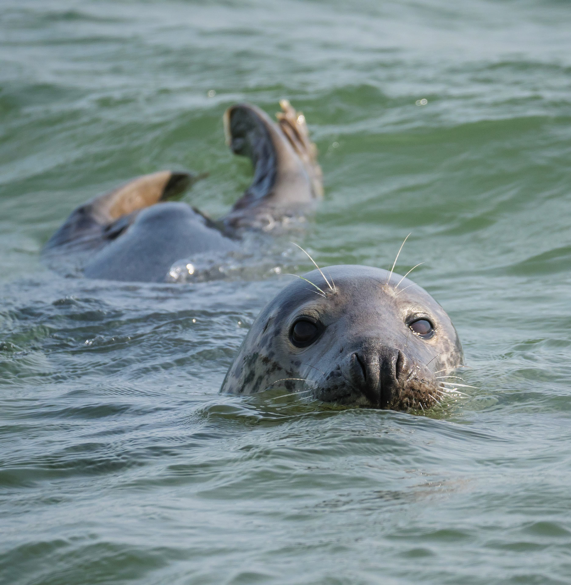 Grey Seal
