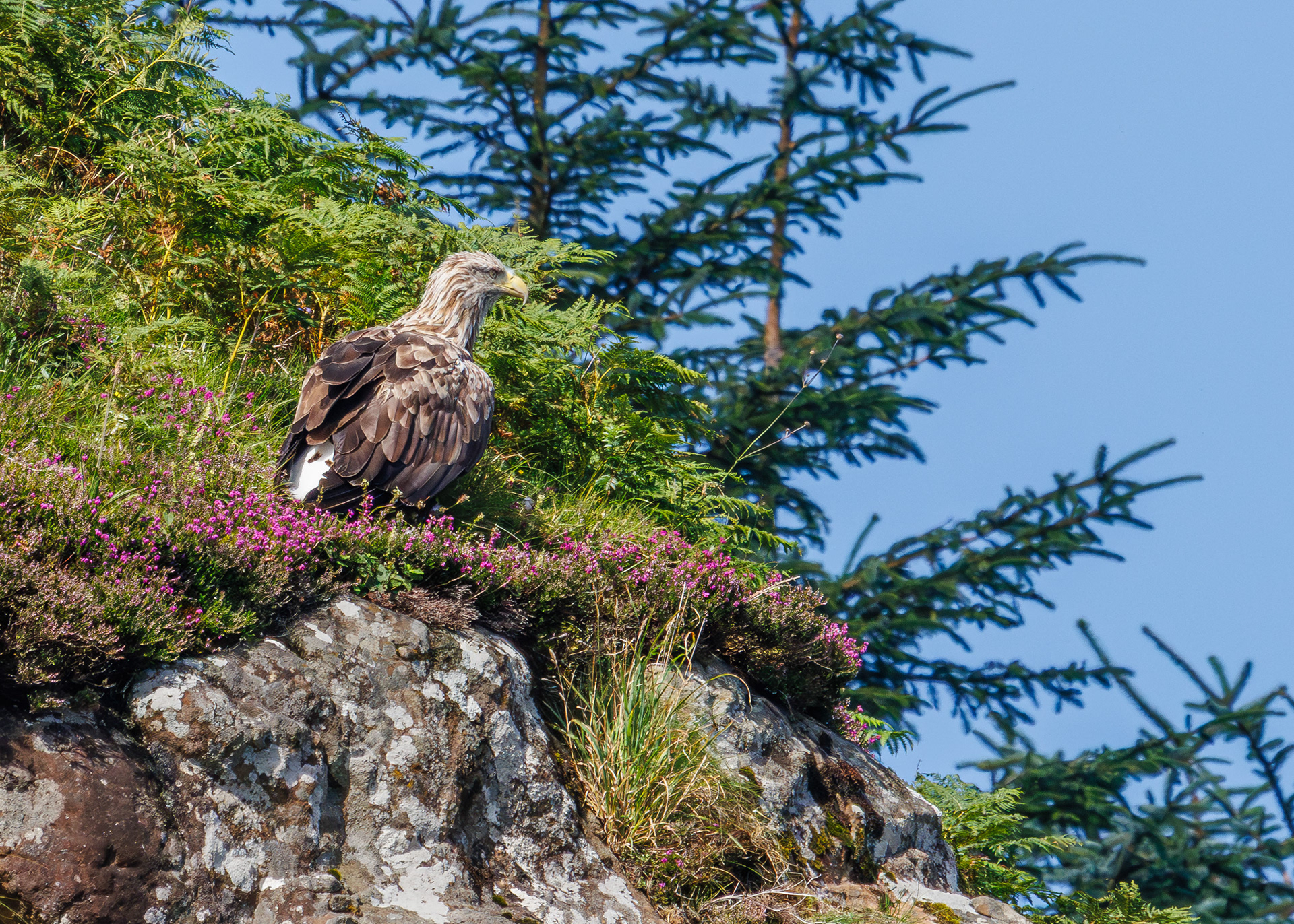 White-tailed Eagle