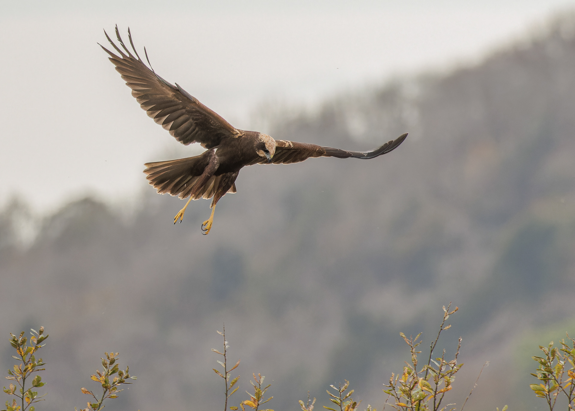 Marsh Harrier