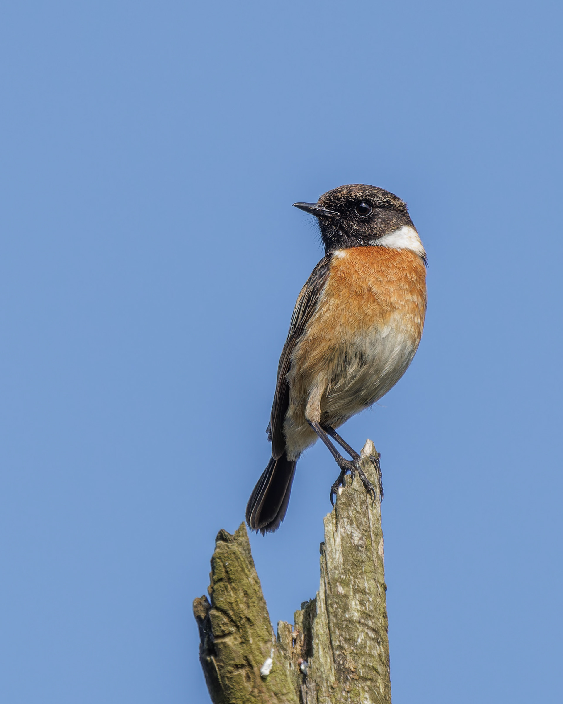 Stonechat