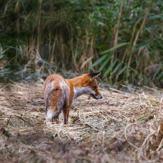 Fox