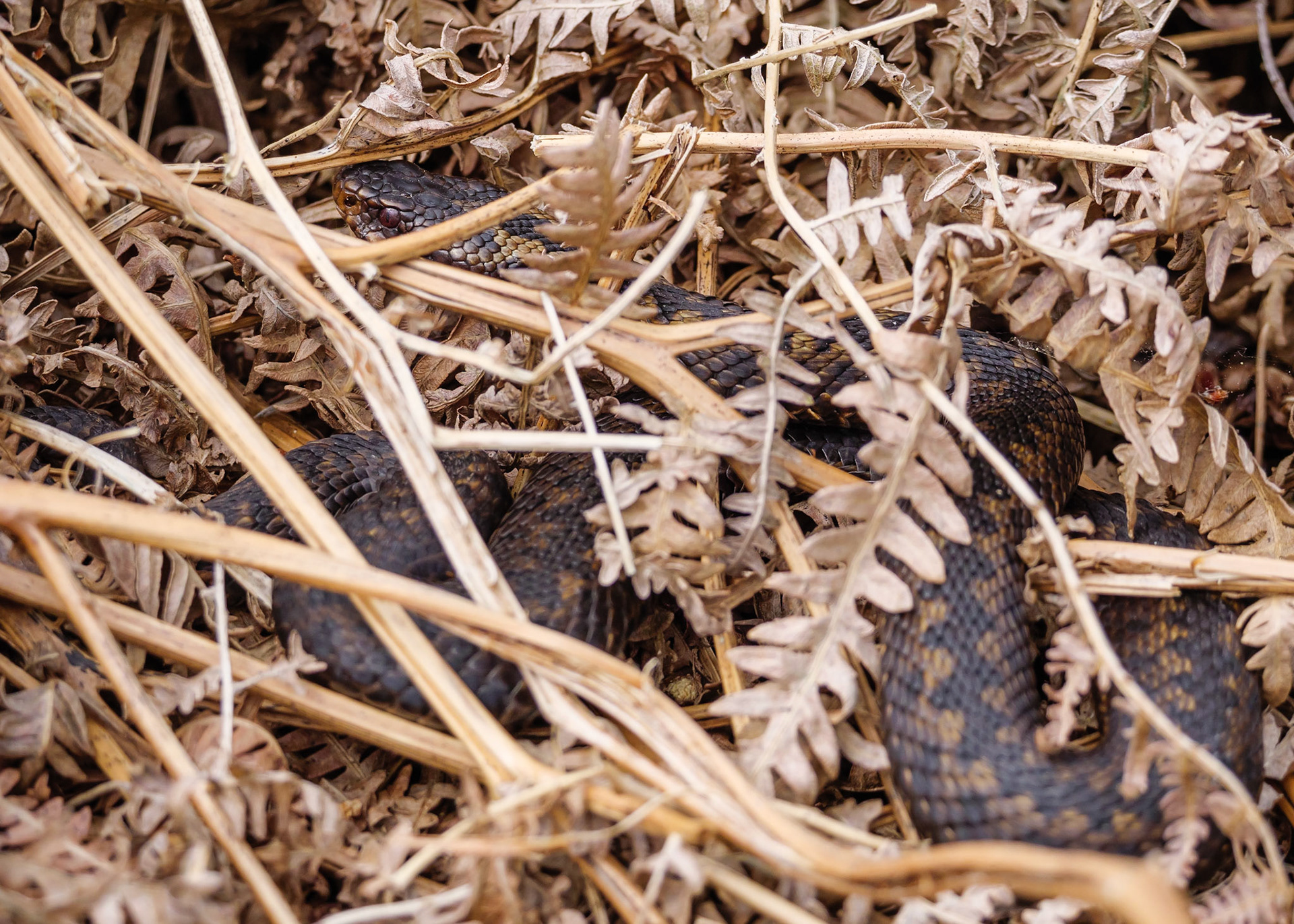 Adder