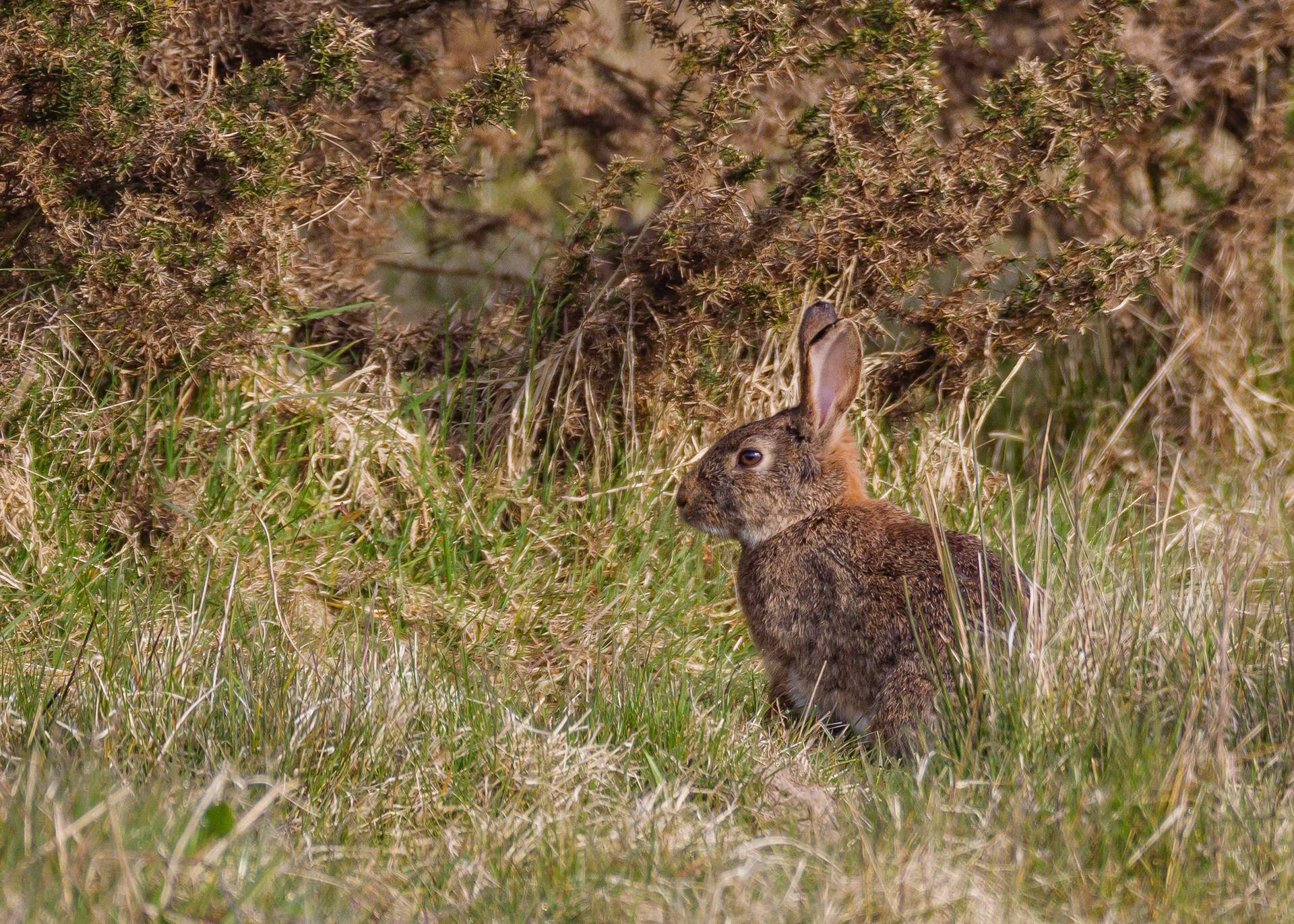 Rabbit
