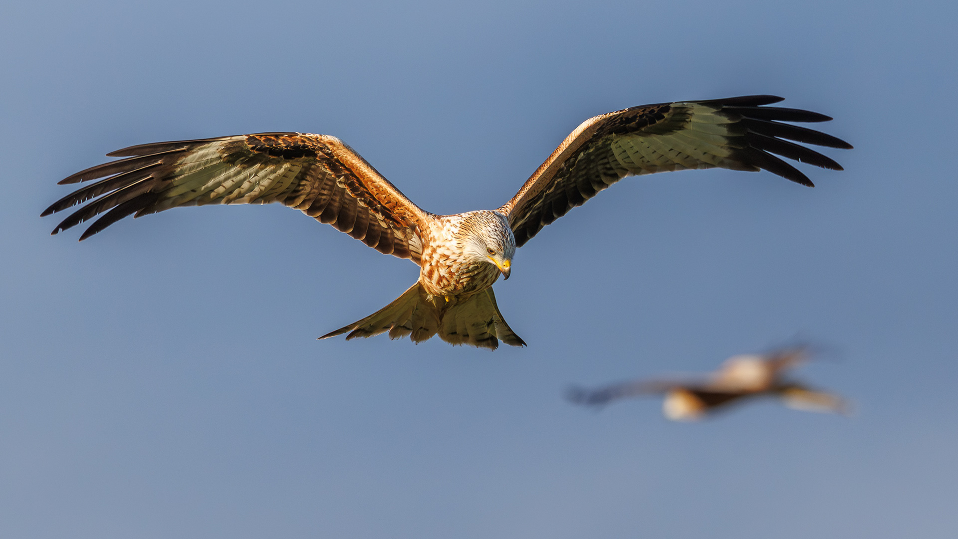 Red Kite