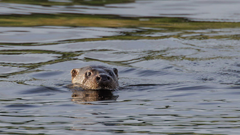 Otter