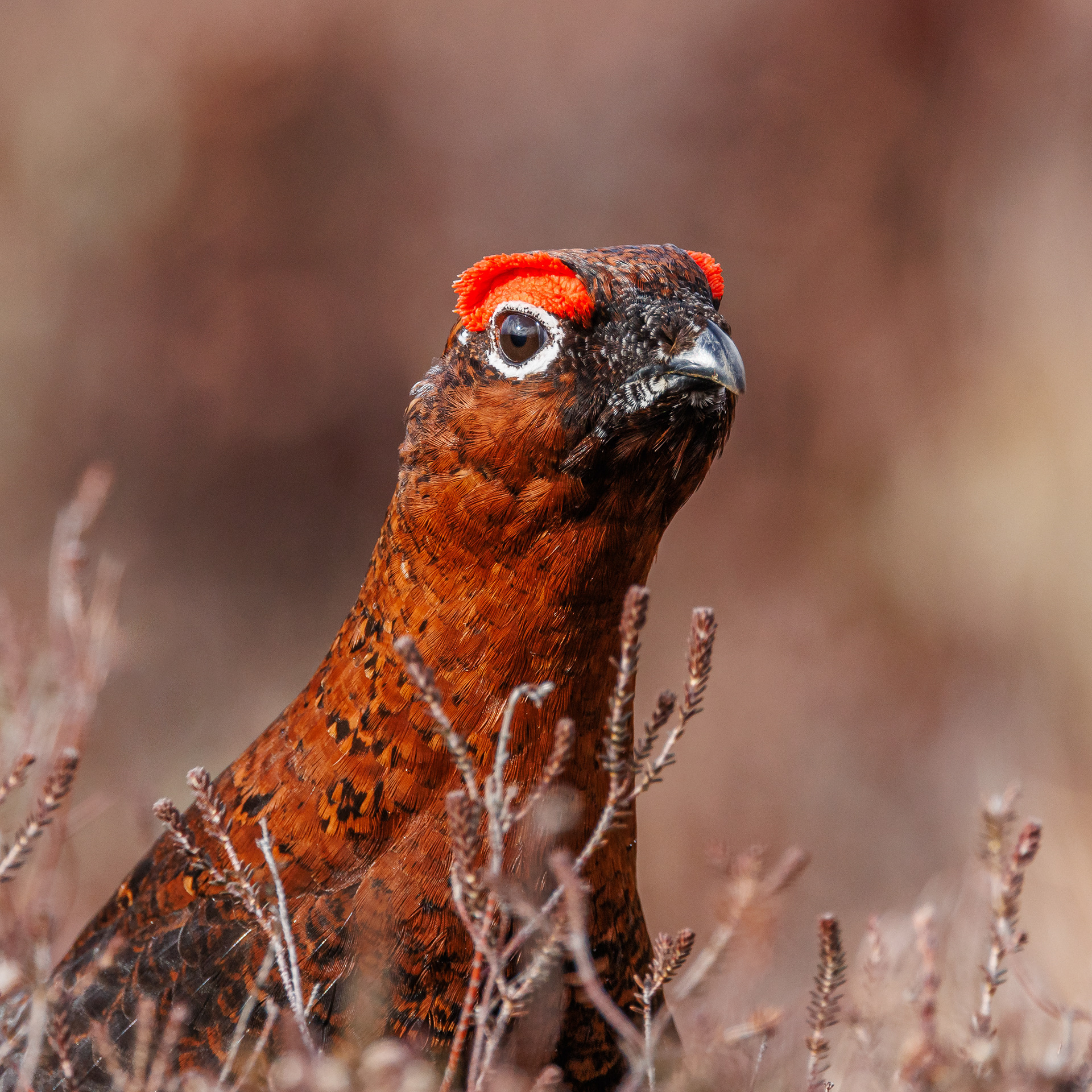 Red Grouse