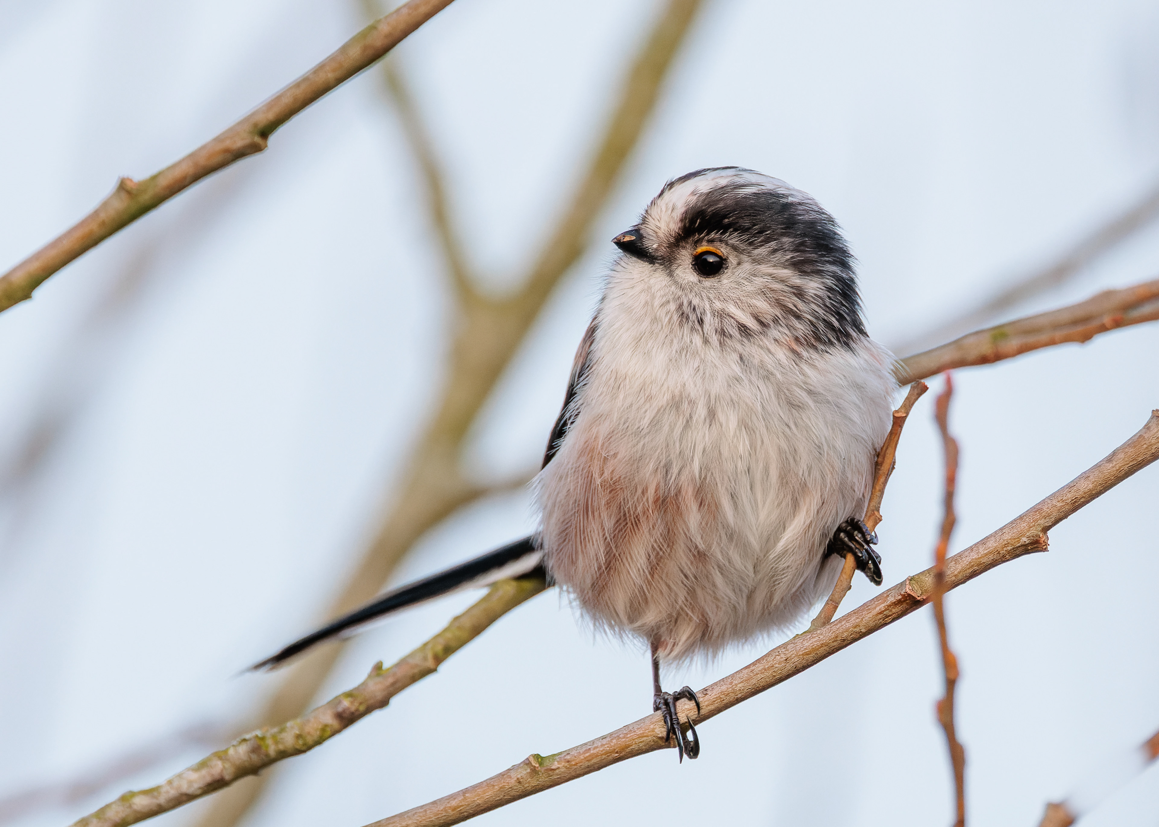 Long-tailed Tit