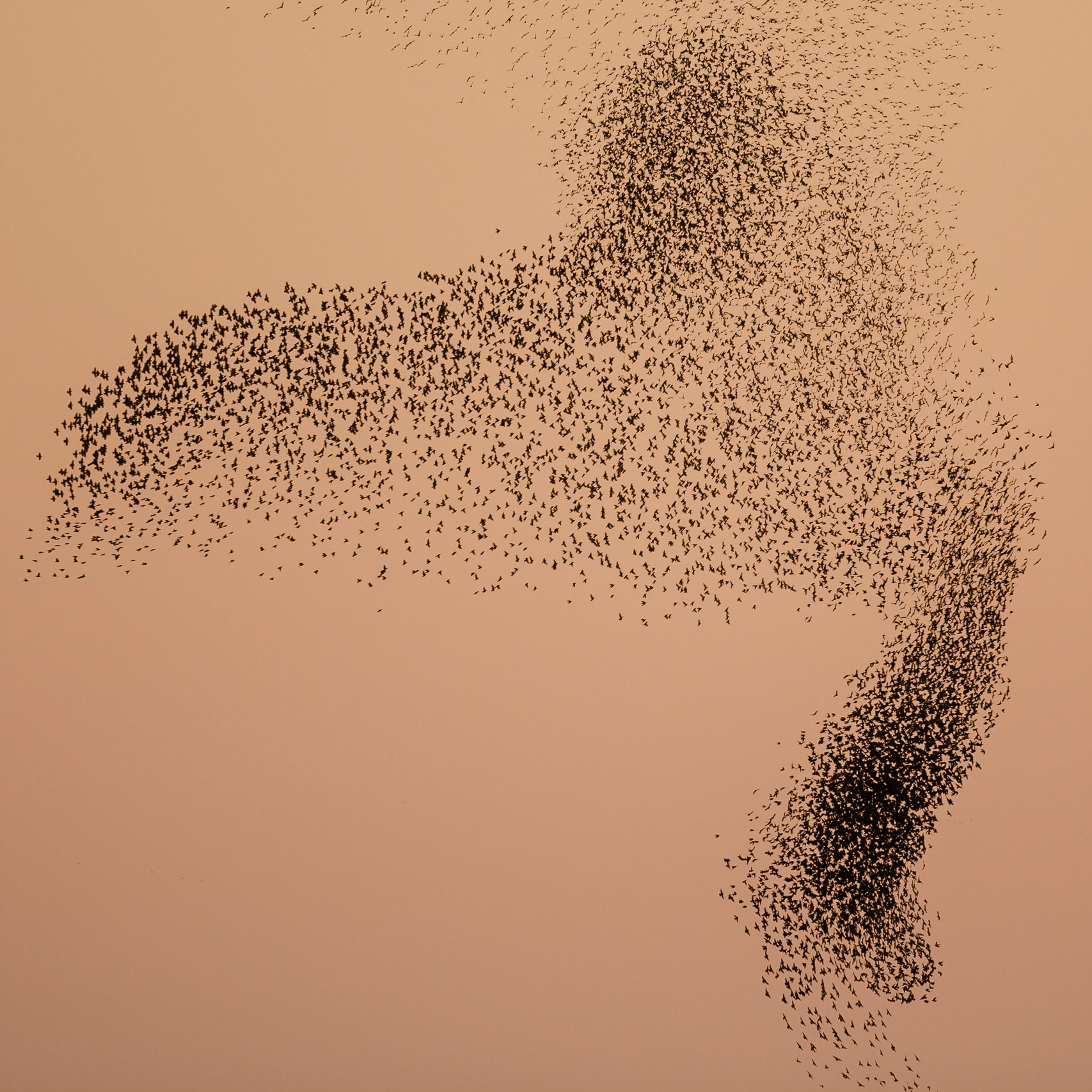 Starlings