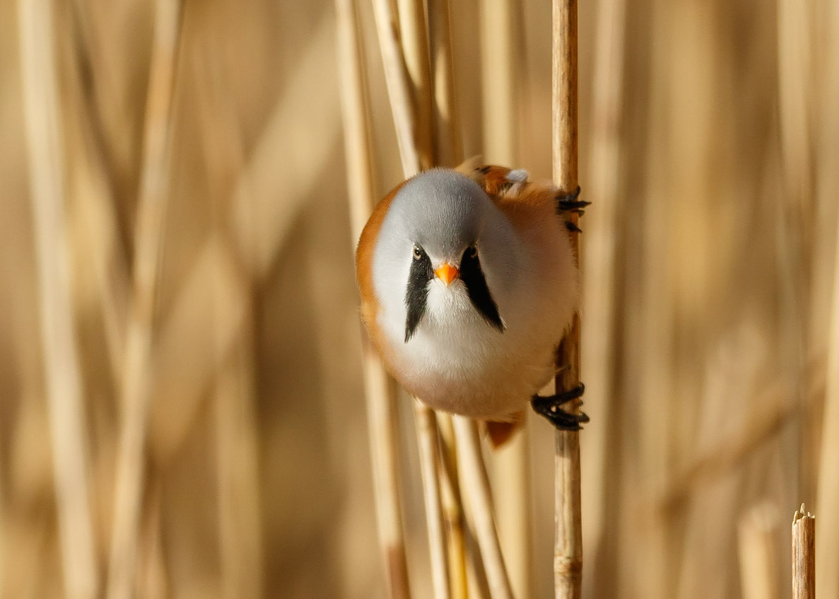 Bearded Tit