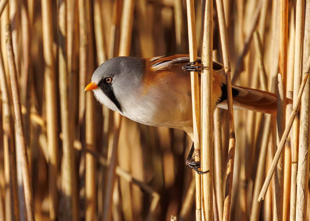 Bearded Tit