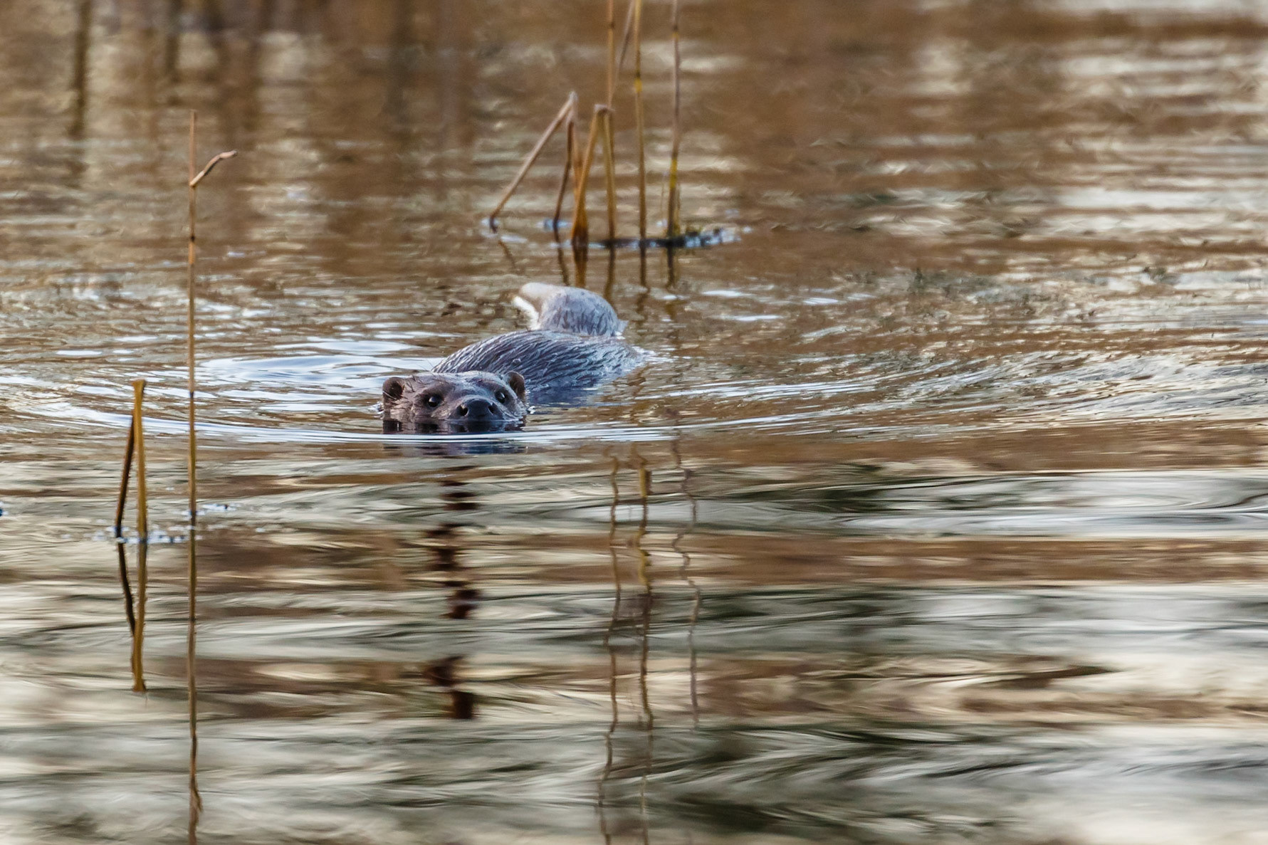 Otter