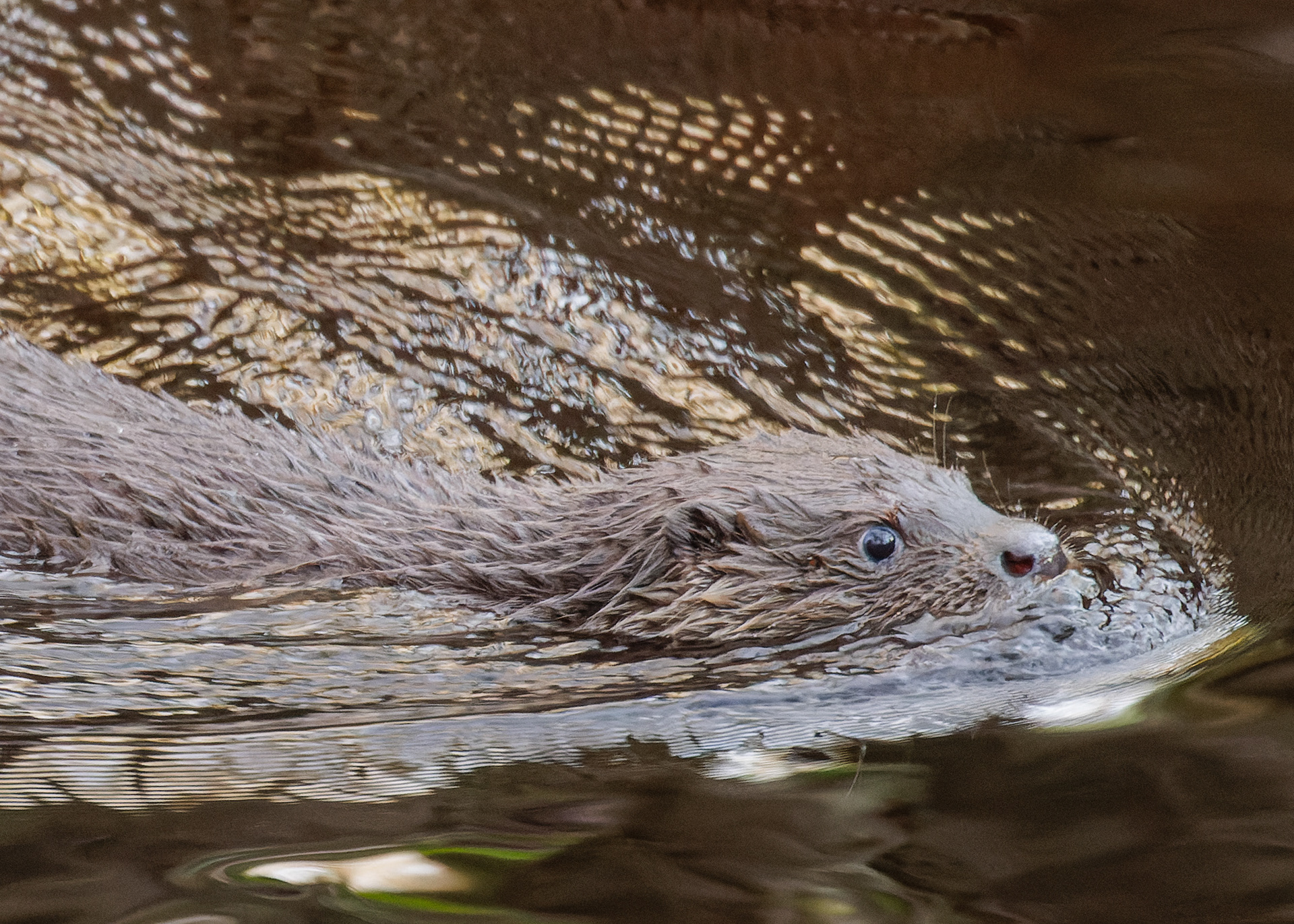 Otter