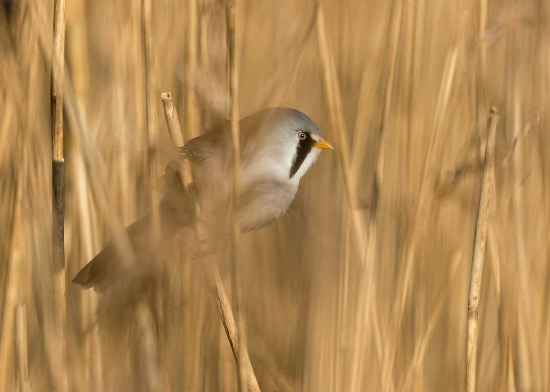 Bearded Tit