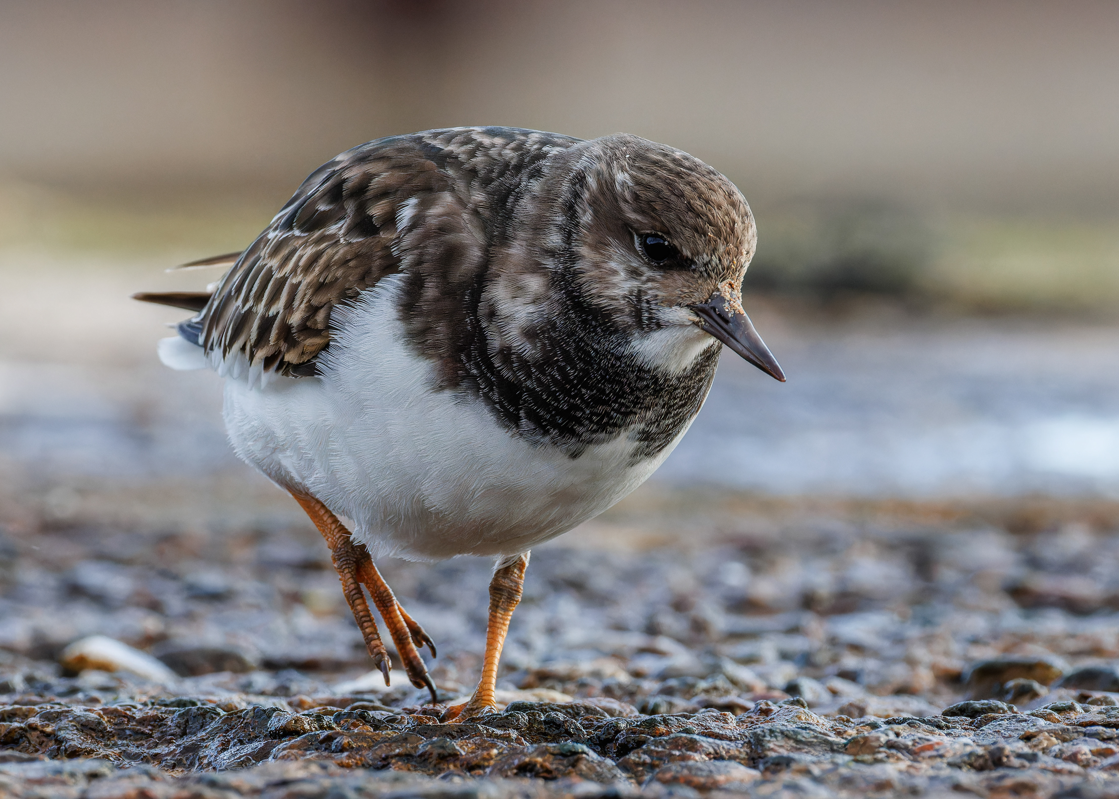 Turnstone