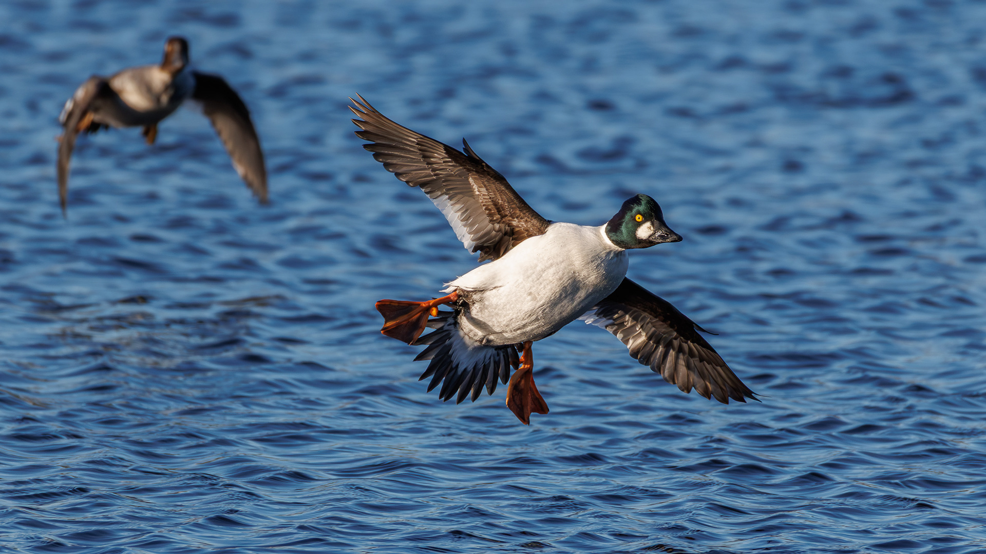 Goldeneye