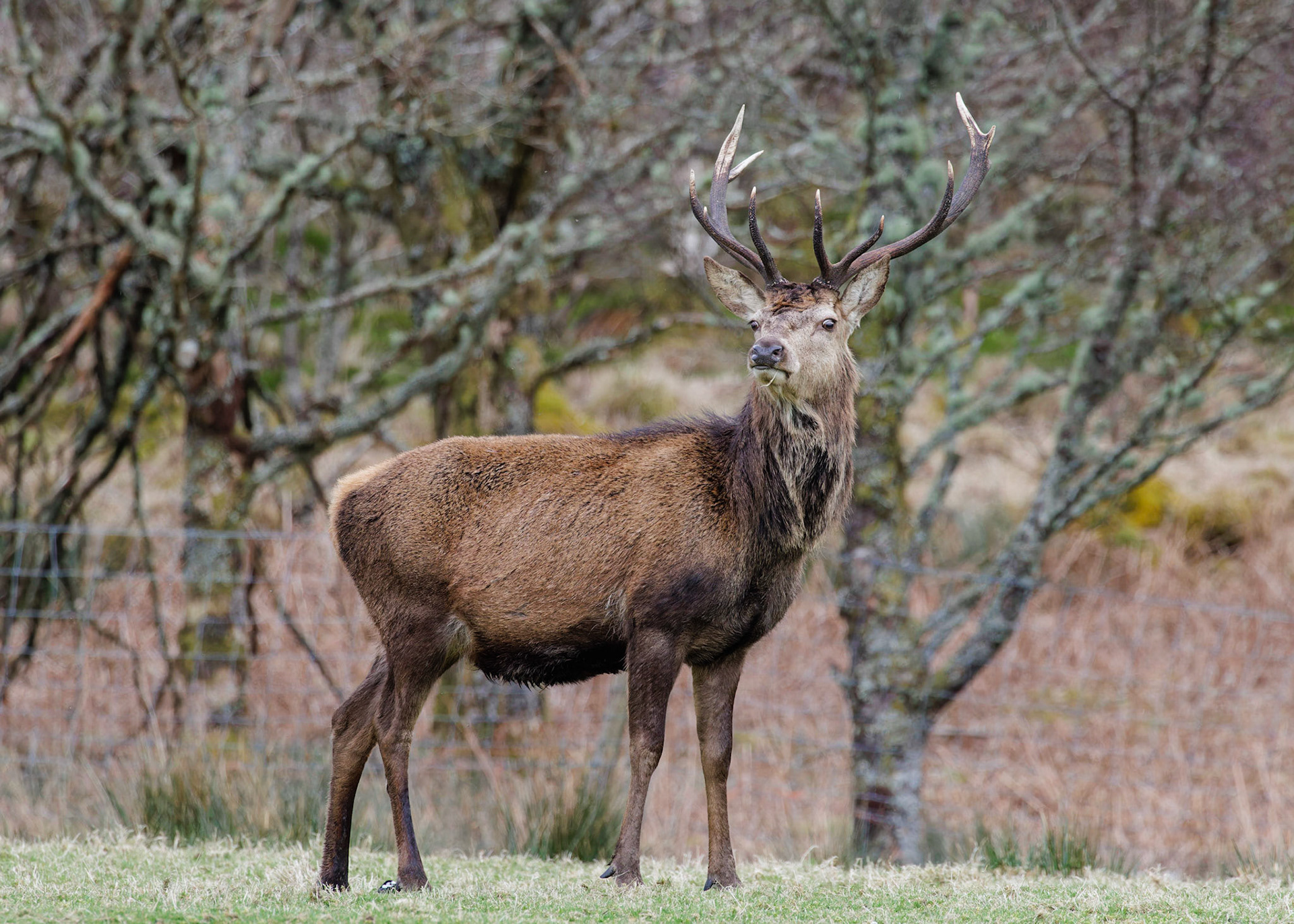 Red Deer