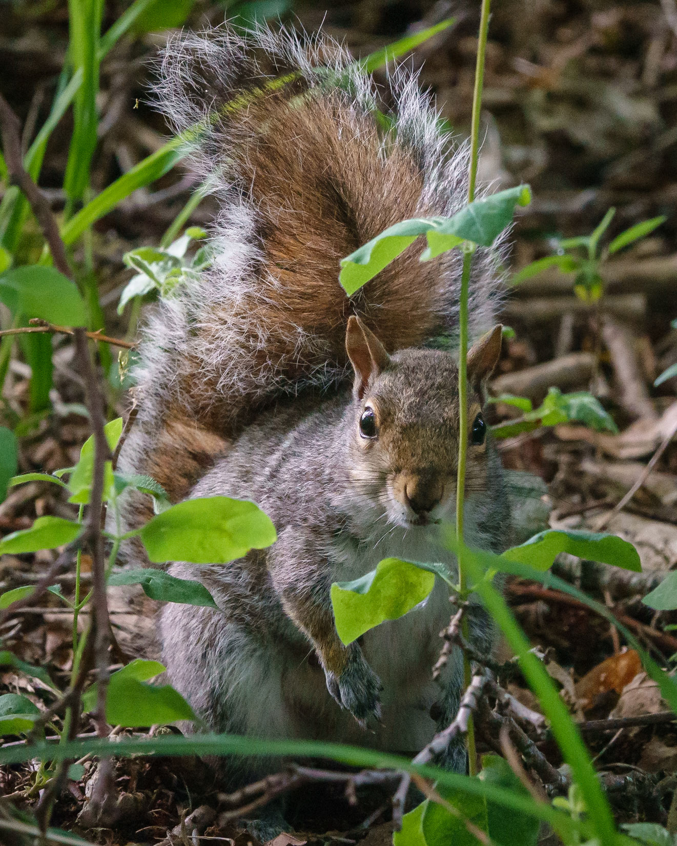 Grey Squirrel