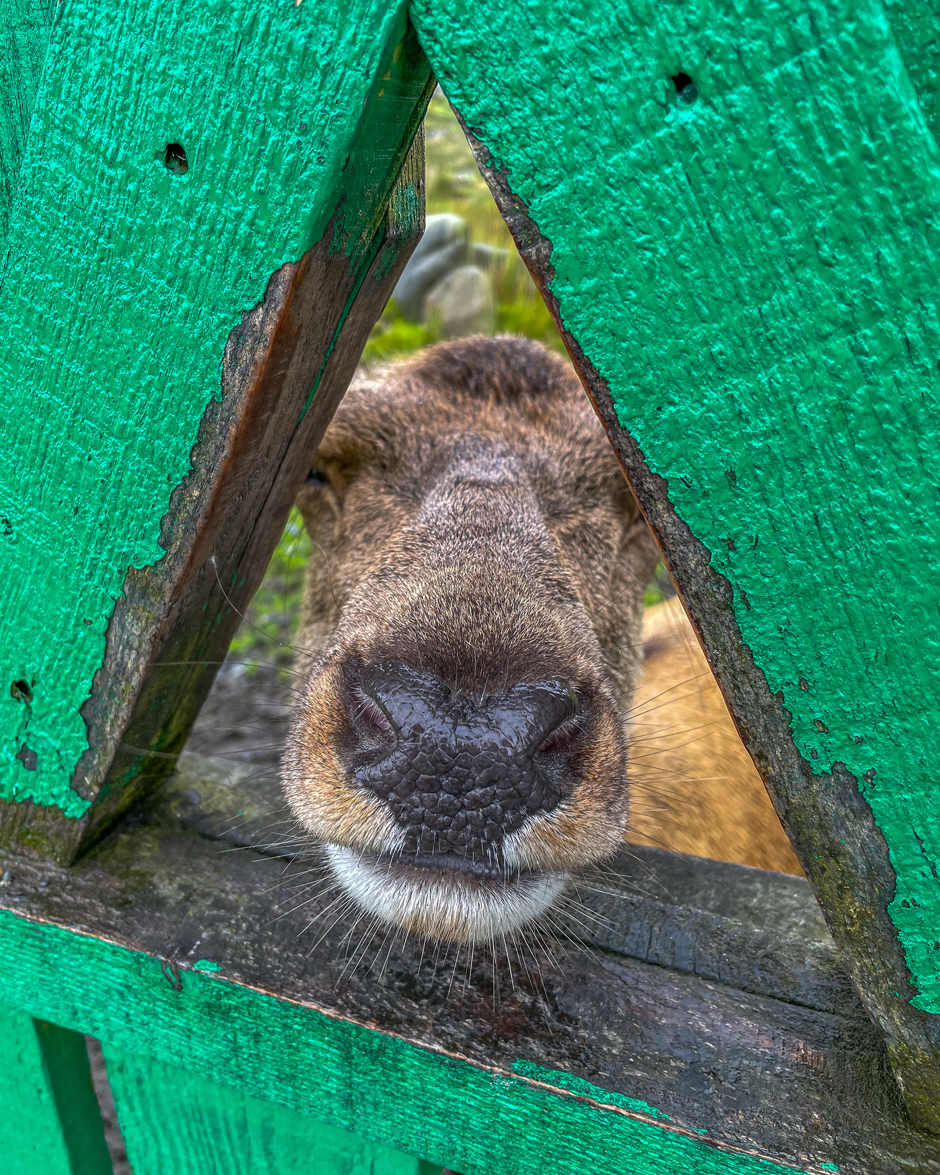 Red Deer