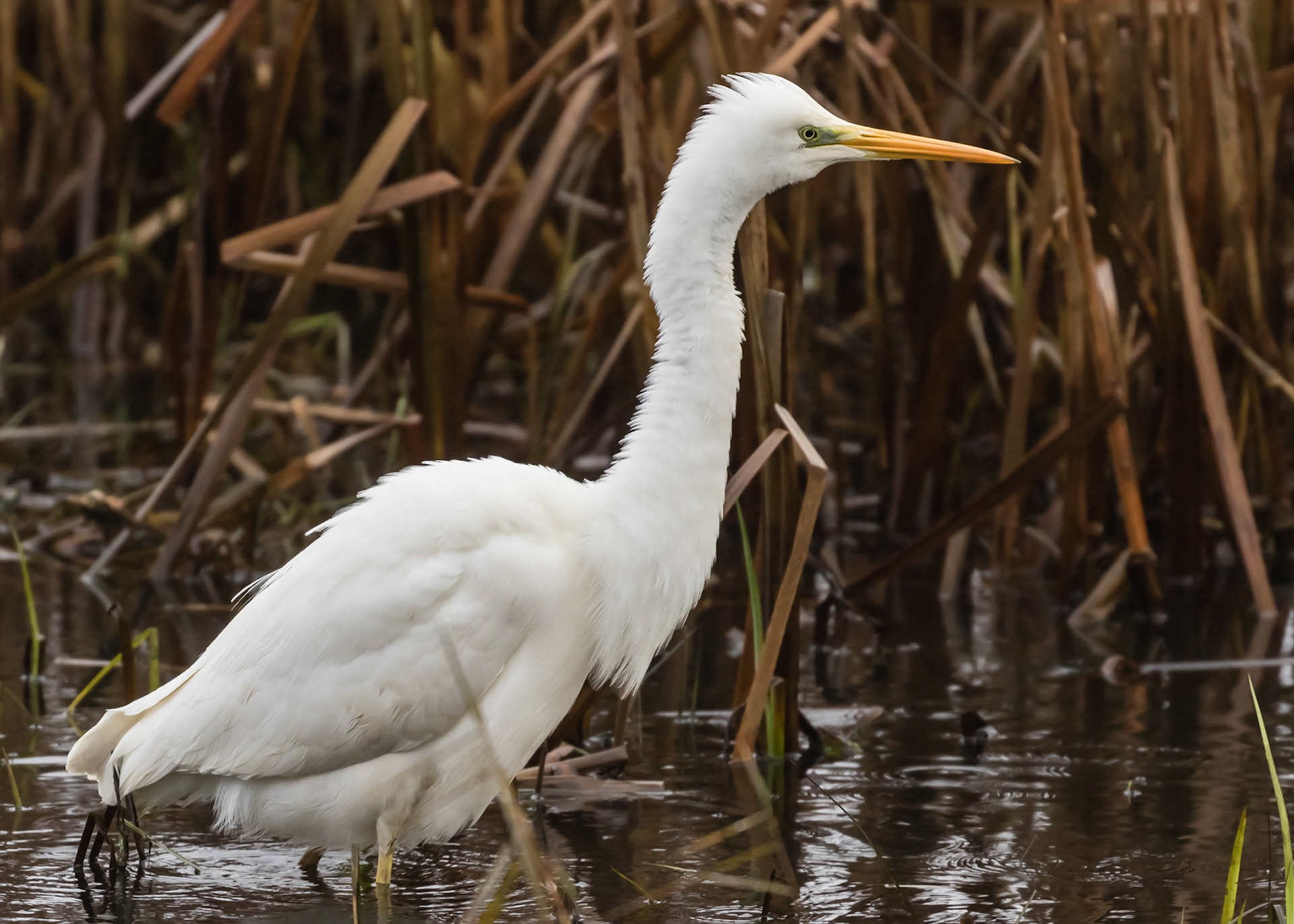 Great White Egret