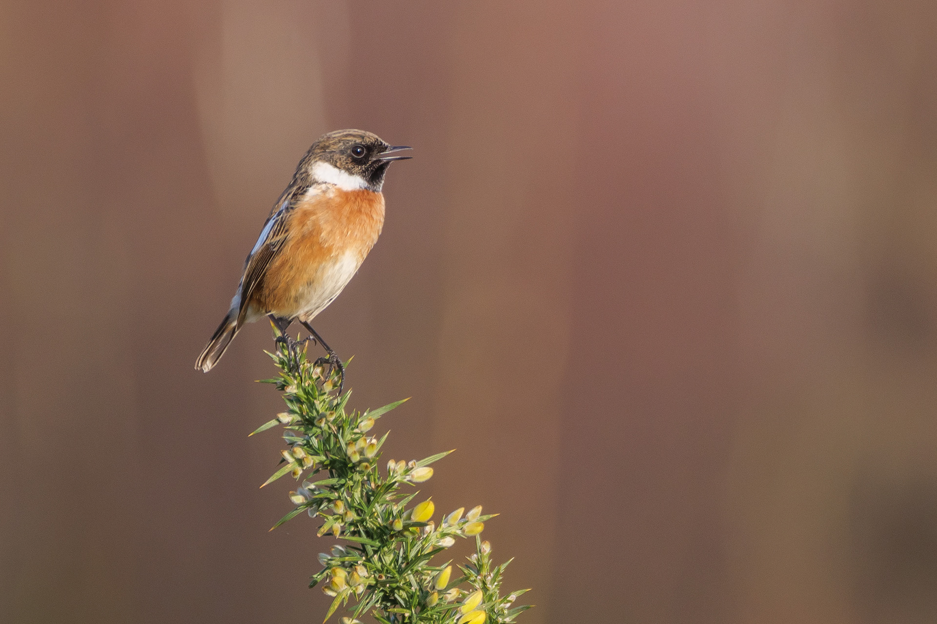 Stonechat